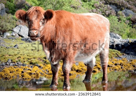 High resolution cow photographs, in the Scottish Highlands.