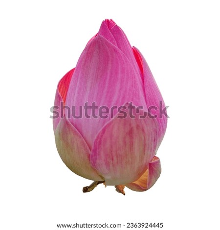A close-up picture of a pink lotus bud. Unopened and yet to bloom, the lotus’ petals are pale pink with darker stripes. Isolated.