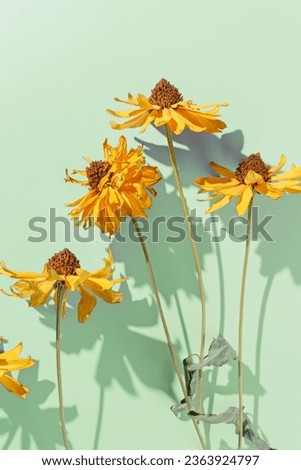 Floral minimal pattern, dried yellow flowers on mint green background, beautiful shadow from sunlight. Autumn seasonal blossom top view. Nature design still life, aesthetic flat lay photo pastel color