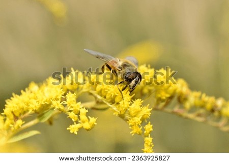 Eristalis nemorum an insect with a beautiful coloration sits on a flower. High quality photo