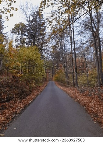 Road, Season, Forest, Environment, Nature, Landscape