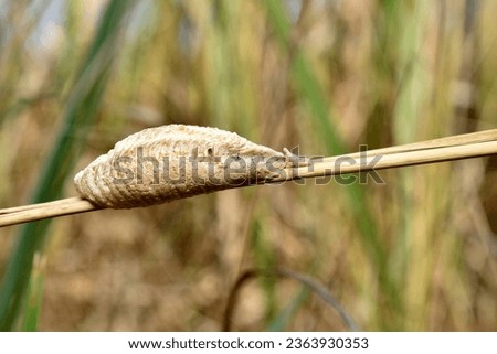 The cocoon of the common mantis Mantis religiosa hangs on a grass stem. Royalty-Free Stock Photo #2363930353