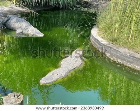 Hayvanat bahçesinden timsah fotoğrafı - Crocodile photo from the zoo