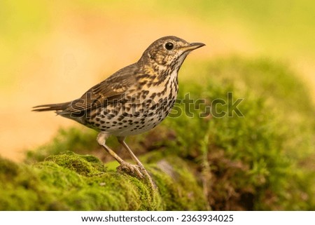 Song Thrush (Turdus philomelos) on the moss Royalty-Free Stock Photo #2363934025