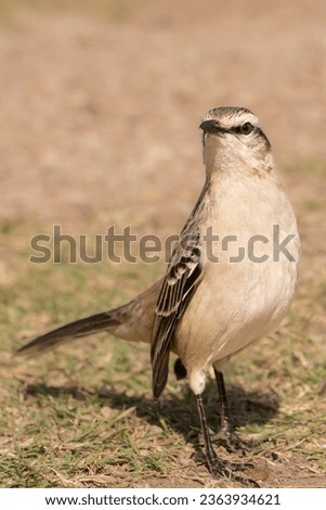 chalk-browed mockingbird, Mimus saturninus, mimidae