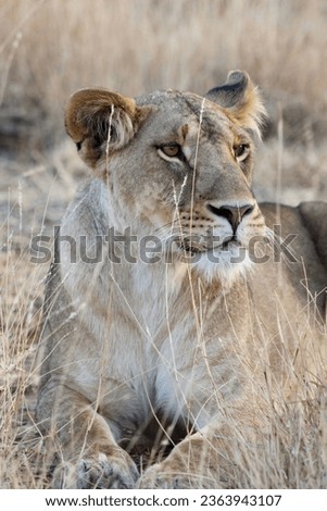 Lewa Wildlife Conservancy, Kenya Africa
