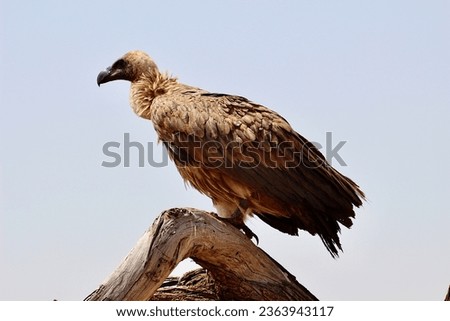 Lewa Wildlife Conservancy, Kenya Africa, White-Backed Vulture Royalty-Free Stock Photo #2363943117