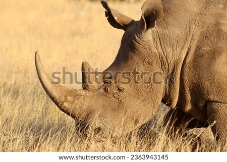 White Rhino at sunset in Lewa Wildlife Conservancy, Kenya Africa Royalty-Free Stock Photo #2363943145