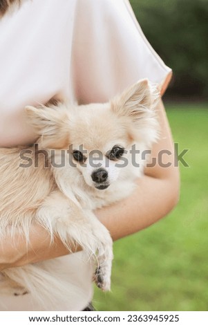 Beige long coat chihuahua dog on hands of her owner. Cute purebred mini long haired dog.