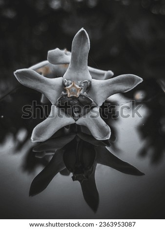 Black and white Miror Flower Photography 