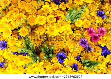 Wildflower background with yellow daisies, blue, pink and purple cornflowers and ears of rye
