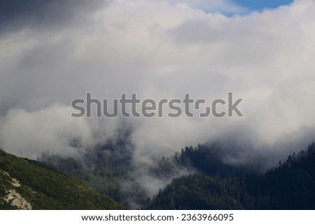 Clouds moving through the trees of a mountain