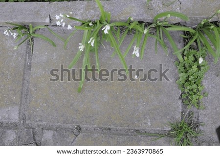 Background Brick and cracks with flowers and grasses. Minimalist background.
