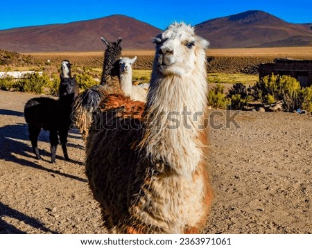 Llamas (Lama glama) are domesticated South American camelids that are known for their economic and cultural importance in the Andean regions of South America. Royalty-Free Stock Photo #2363971061