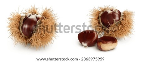 opened sweet chestnut in its spiky husk isolated on white Royalty-Free Stock Photo #2363975959