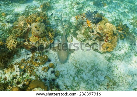 Nurse shark, Ginglymostoma cirratum, resting on seabed of the Caribbean sea