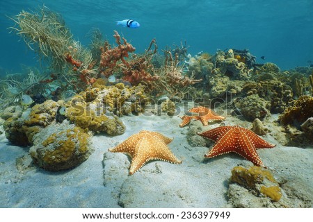 Cushion sea star underwater with coral and sponge, Caribbean sea