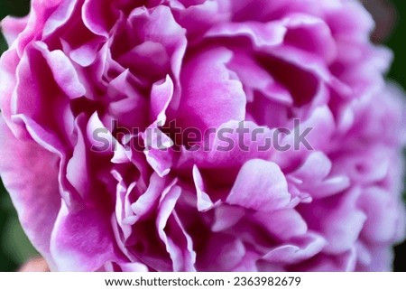 Beautiful pink peony, close-up. Bright congratulation on the holiday. Peony petals background. Big peony bud for poster, calendar, screensaver, wallpaper, banner, cover, website. High quality photo