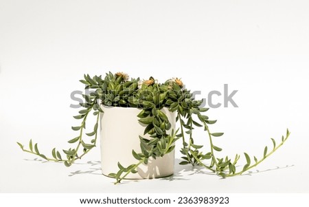 Indoor plant in a flower pot, isolated on a white background. Curio radicans, or string of bananas, or fishhook senecio. Royalty-Free Stock Photo #2363983923
