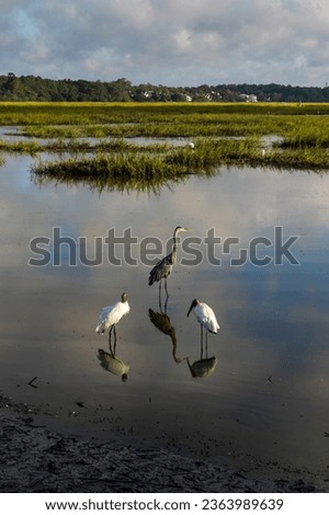 two wood storks and a great heron in the tidal waters and marshlands of Huntington Beach State Park in South Carolina Royalty-Free Stock Photo #2363989639