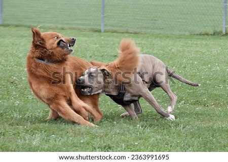 Two dogs, one reddish brown and one brown and white running and playing in a green dog park.