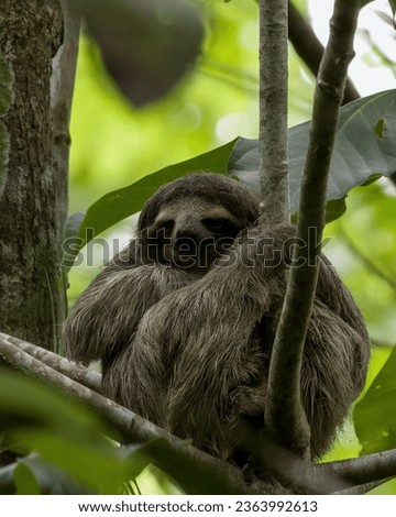 Three toed sloth resting on a tree.