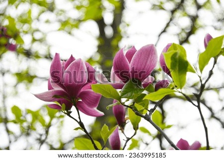 Pink magnolia flower with thick fresh petals on green background with light spots. Detailed bright streaks on petals.Blooming branch of magnolia tree. Hryshko National Botanical Garden, Kyiv, Ukraine 