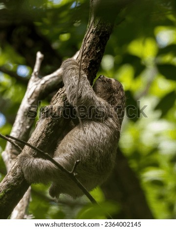 A young three-toed sloth climbing a tree in the rain forest.