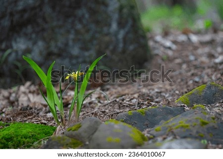 Image of Iridaceae, a perennial plant that grows wild in mountain valleys