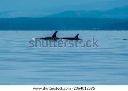 A mother and baby Northern Resident Orca swim in calm waters of the Discovery Passage with the iconic mountainous coast of BC in the background Royalty-Free Stock Photo #2364012595