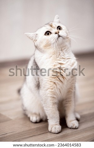 british silver tabby cat at home.