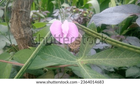 A pink flower and the bean plant