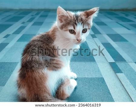 Close-up photo of Cute Calico cat with green eye. Tinny and cute cat