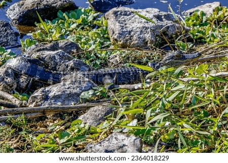 Picture of a juvenile alligator