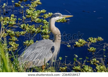 Picture of a great blue herom