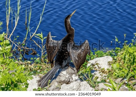 Picture of a male anhinga