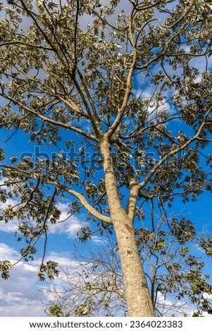 Embauba tree, with blue sky in the background