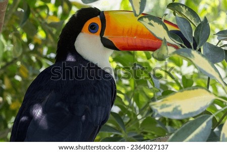 A toucan with yellow beak in foliage 