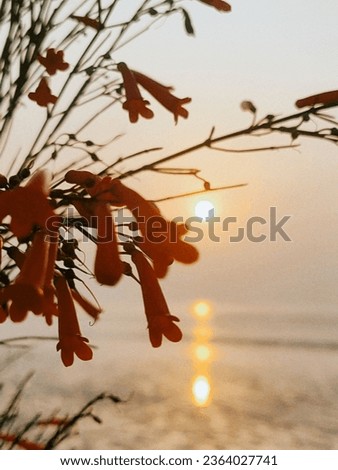the beauty of the flower silhouettes that we can see when the sun rises