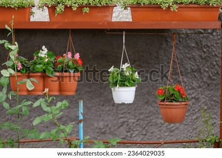 Flowers in pots. Background with selective focus and copy space for text.