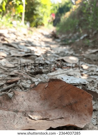 dried leaves with blurred background
