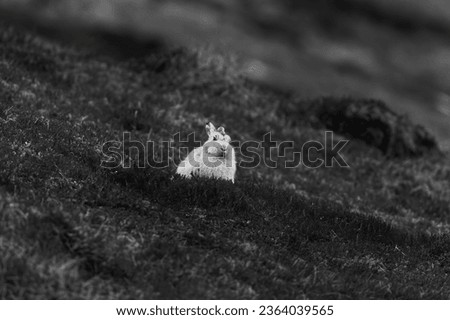 Eurasian Mount Hare, photographed within the Scottish Highlands, Winter 2023