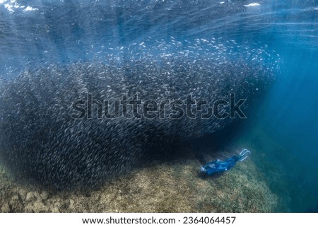 Snorkeling in the great barrier reef in between a school of fish on a sunny day