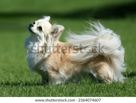 Pretty little cream colored long haired Chihuahua standing on grass