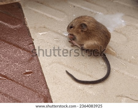 Rat in the house on the floor Royalty-Free Stock Photo #2364083925
