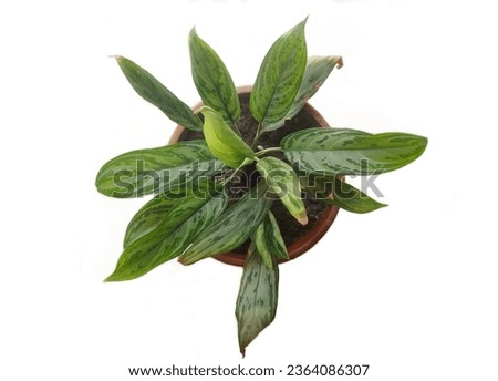 Silver queen has attractive, silvery-green, lance shaped leaves. The marbled darker green colour allows this Chinese Evergreen to tolerate shade. Royalty-Free Stock Photo #2364086307