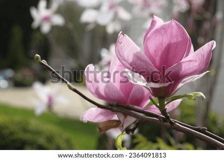 Two purple magnolia flowers on a green background. Springtime.