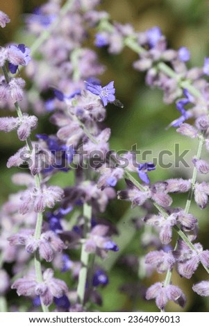 Blooming Russian sage in sunny September Royalty-Free Stock Photo #2364096013