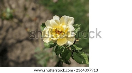an beautiful rose picture with space to write descriptions to the right 