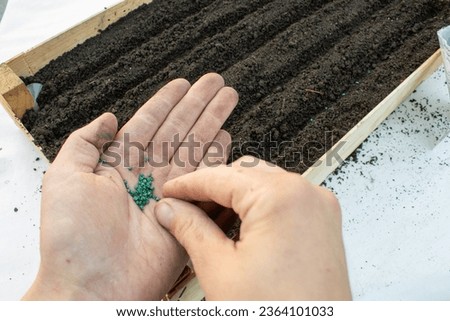 sowing seeds in boxes with soil Royalty-Free Stock Photo #2364101033